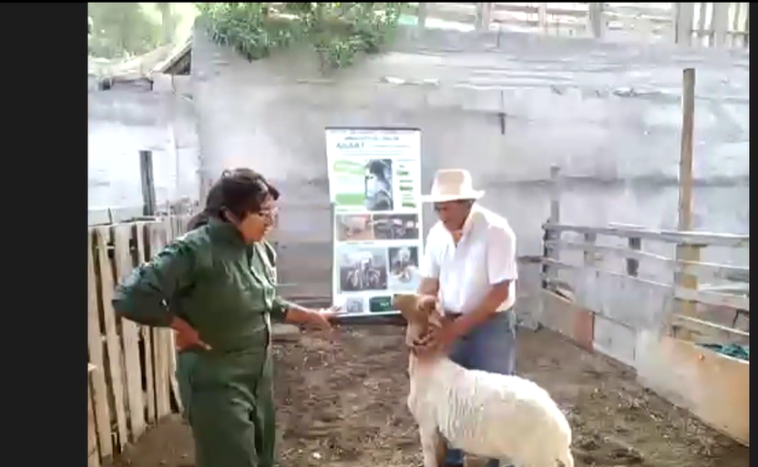  GESTIÓN  DEL REBAÑO OVINO: MANEJO, SELECCIÓN , SANIDAD Y ALIMENTACIÓN 